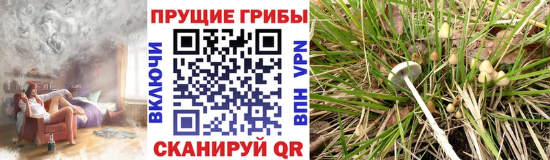 Галлюциногенные грибы Psilocybe МЕГА ТОР Нелидово